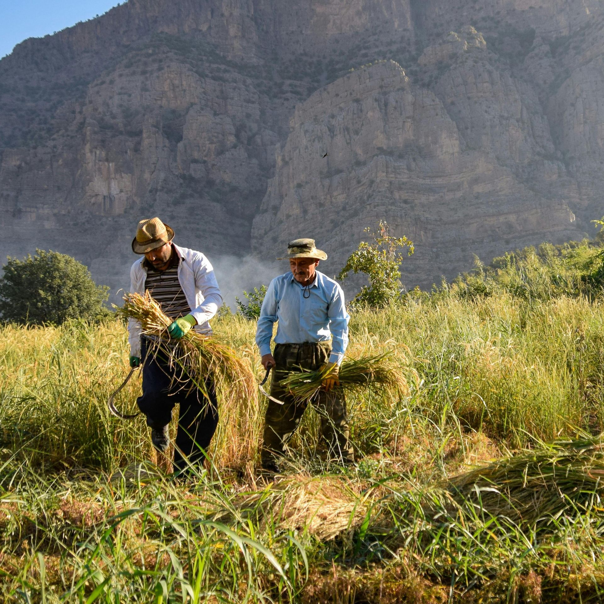 Members of an agricultural cooperative